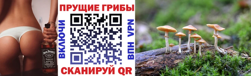где купить   Певек  mega как войти  Псилоцибиновые грибы Magic Shrooms 